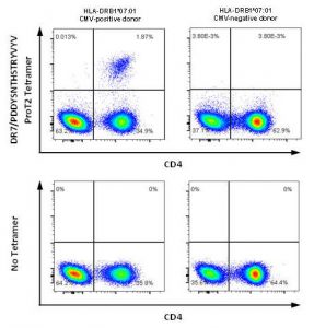 ProT2®-MHC-Class II-Tetramers - ProImmune - Mastering Immunity _ MHC ...