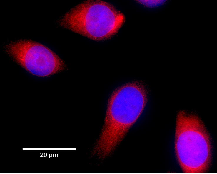 Catalog Ankyrons - ProImmune - Mastering Immunity _ MHC pentamers